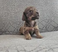 Party Animal, a female Miniature Dachshund for sale in Ocala, FL – Photo 3 of 5