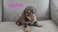 Confetti, a female Miniature Dachshund for sale in Ocala, FL – Photo 1 of 4