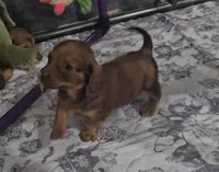 Party Animal, a female Miniature Dachshund for sale in Ocala, FL – Photo 1 of 5