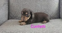 Confetti, a female Miniature Dachshund for sale in Ocala, FL – Photo 4 of 4