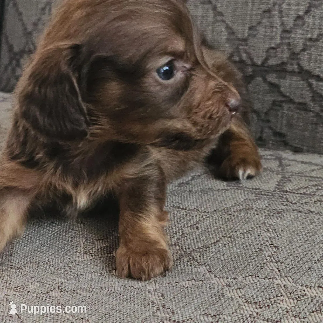 Party Animal, a female Miniature Dachshund for sale in Ocala, FL – Photo 2 of 5