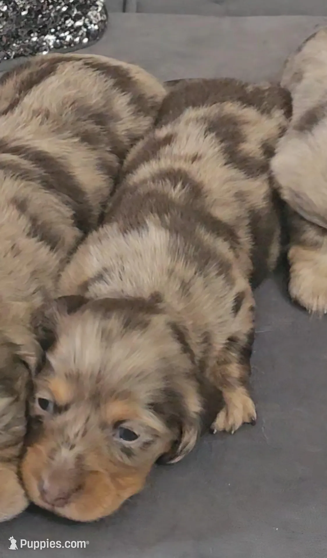 Star, a female Miniature Dachshund for sale in Ocala, FL – Photo 2 of 5