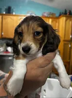 Pie, a male Miniature Dachshund for sale in Ocala, FL – 2 of 2