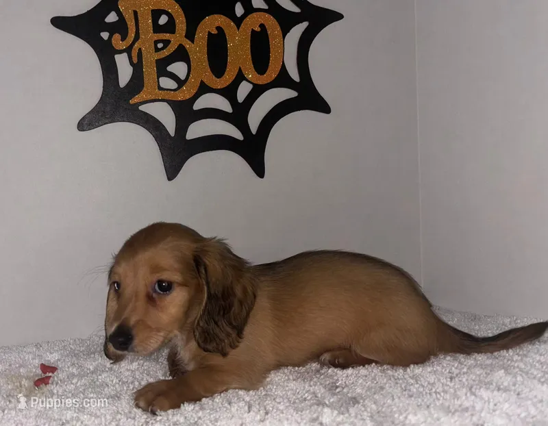 Boo – Miniature Dachshund puppy for sale in Ocala, FL