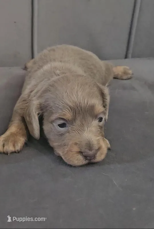 Silver – Miniature Dachshund puppy for sale in Ocala, FL