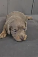 Silver, a male Miniature Dachshund for sale in Ocala, FL – Photo 6 of 7