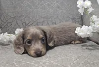 Silver, a male Miniature Dachshund for sale in Ocala, FL – Photo 5 of 7