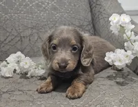 Silver, a male Miniature Dachshund for sale in Ocala, FL – Photo 3 of 7