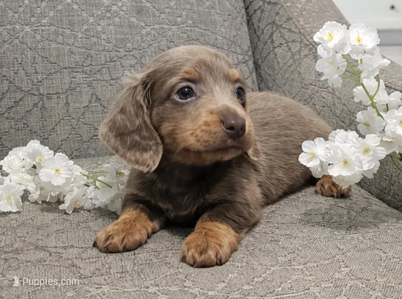 Silver – Miniature Dachshund puppy for sale in Ocala, FL