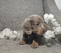 Silver, a male Miniature Dachshund for sale in Ocala, FL – Photo 2 of 7