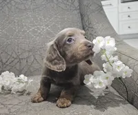 Silver, a male Miniature Dachshund for sale in Ocala, FL – Photo 4 of 7