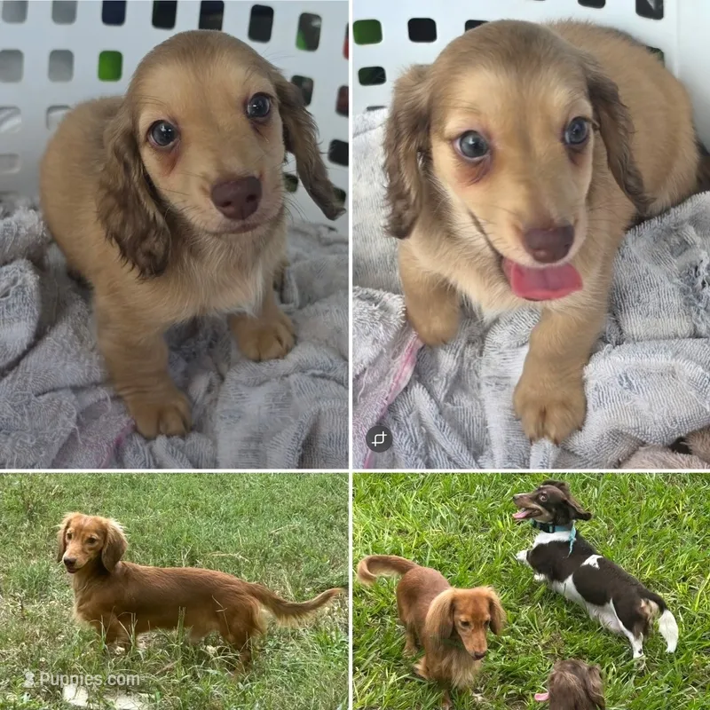 Pistachio – Miniature Dachshund puppy for sale in Ocala, FL
