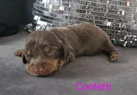 Confetti, a female Miniature Dachshund for sale in Ocala, FL – Photo 2 of 4