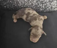 Star, a female Miniature Dachshund for sale in Ocala, FL – Photo 3 of 5