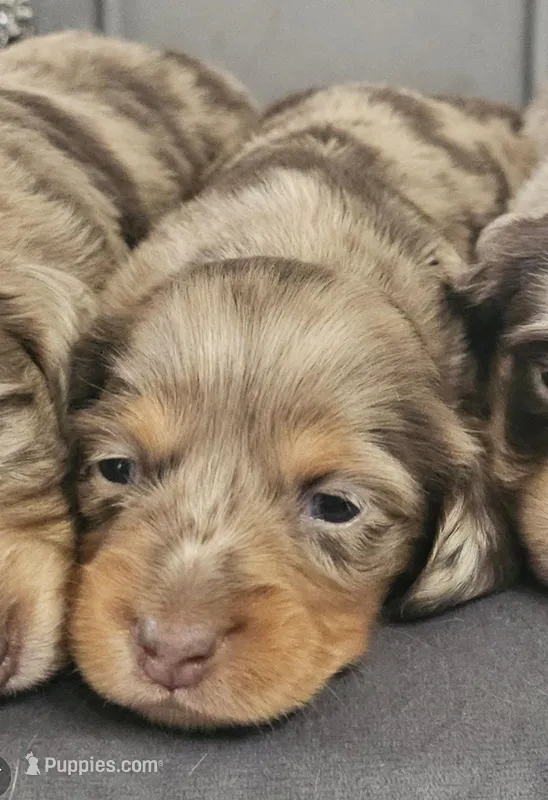 Star – Miniature Dachshund puppy for sale in Ocala, FL