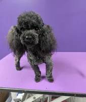 Drama, a female Poodle - Toy  for sale in Ocala, FL – Photo 2 of 2