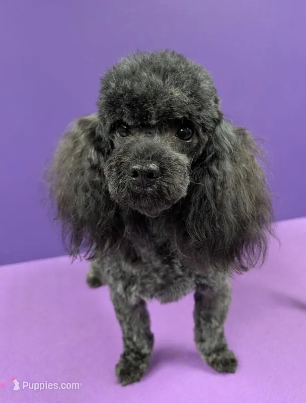 Drama, a female Poodle - Toy  for sale in Ocala, FL – Photo 1 of 2
