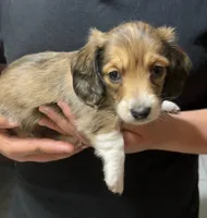 Pie, a male Miniature Dachshund for sale in Ocala, FL – 1 of 2