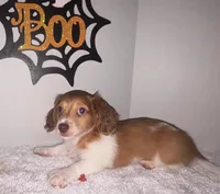 Plumpkin, a male Miniature Dachshund for sale in Ocala, FL – 2 of 2