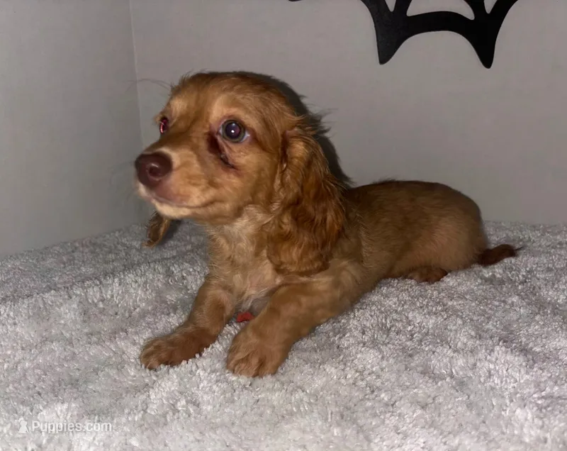Candy – Miniature Dachshund puppy for sale in Ocala, FL