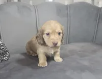 Tamlin, a male Miniature Dachshund for sale in Ocala, FL – Photo 3 of 5