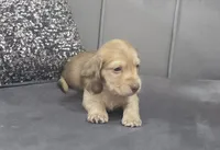 Tamlin, a male Miniature Dachshund for sale in Ocala, FL – Photo 2 of 5