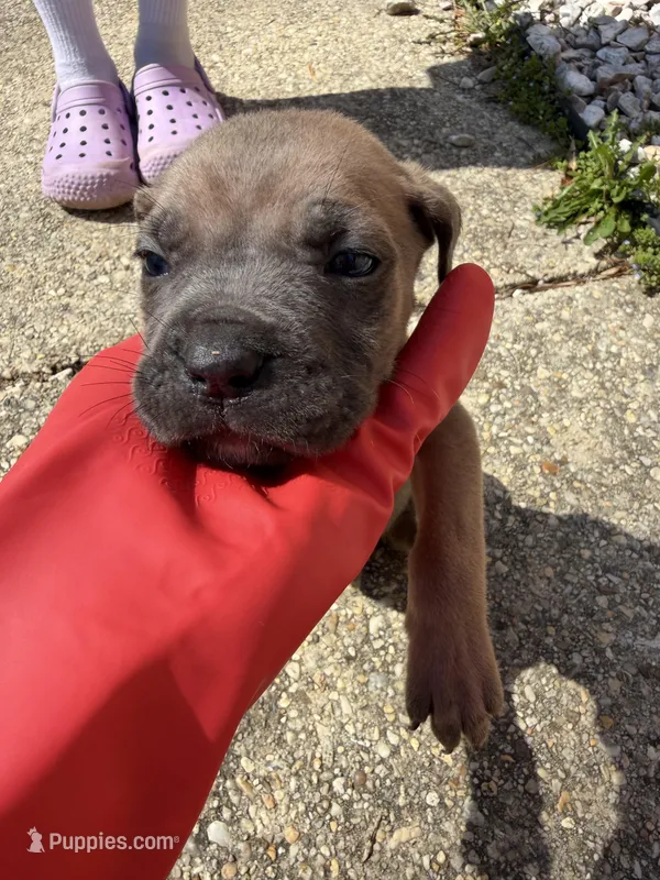 Beige Collar- Male- Fawn – Cane Corso puppy for sale in Waldorf, MD