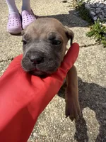 Beige Collar- Male- Fawn, a male Cane Corso for sale in Waldorf, MD – Photo 1 of 4