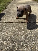Beige Collar- Male- Fawn, a male Cane Corso for sale in Waldorf, MD – Photo 4 of 4