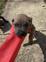 Beige Collar- Male- Fawn, a male Cane Corso for sale in Waldorf, MD – Photo 2 of 4