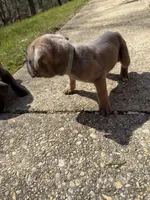 Beige Collar- Male- Fawn, a male Cane Corso for sale in Waldorf, MD – Photo 3 of 4