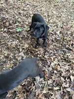 Pink Collar - Female / Black Brindle, a female Cane Corso for sale in Waldorf, MD – 5 of 7