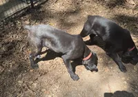 Brown Collar- Black Brindle Male, a male Cane Corso for sale in Waldorf, MD – 4 of 5