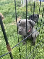 Purple Collar- Female- Blue Coat, a male Cane Corso for sale in Waldorf, MD – 7 of 9
