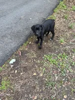Pink Collar - Female / Black Brindle, a female Cane Corso for sale in Waldorf, MD – 6 of 7