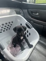 Green Collar - Male- Black Coat, a male Cane Corso for sale in Waldorf, MD – 7 of 7