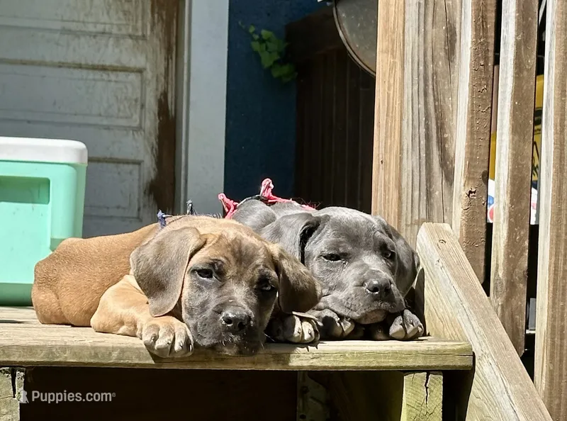 Tan Collar- Fawn- Male – Cane Corso puppy for sale in Waldorf, MD