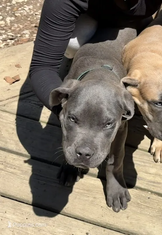 Green Collar - Male / Blue – Cane Corso puppy for sale in Waldorf, MD