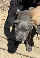 Green Collar - Male / Blue, a male Cane Corso for sale in Waldorf, MD – 1 of 6