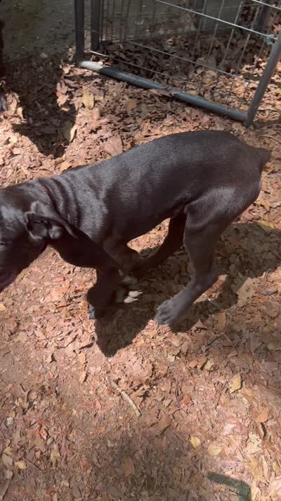 Brown Collar- Black Brindle Male, a male Cane Corso for sale in Waldorf, MD – 5 of 5