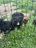 Red Collar- Male- Black Coat, a male Cane Corso for sale in Waldorf, MD – 4 of 4
