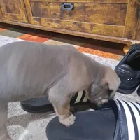 Beige Collar - Male / Fawn, a male Cane Corso for sale in Waldorf, MD – Photo 7 of 7