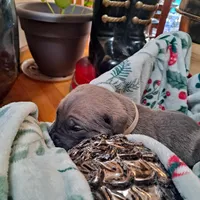 Beige Collar - Male / Fawn, a male Cane Corso for sale in Waldorf, MD – Photo 3 of 7