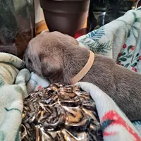 Beige Collar - Male / Fawn, a male Cane Corso for sale in Waldorf, MD – Photo 2 of 7