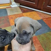 Beige Collar - Male / Fawn, a male Cane Corso for sale in Waldorf, MD – Photo 6 of 7