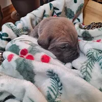 Beige Collar - Male / Fawn, a male Cane Corso for sale in Waldorf, MD – Photo 5 of 7