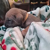 Beige Collar - Male / Fawn, a male Cane Corso for sale in Waldorf, MD – Photo 4 of 7