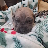Beige Collar - Male / Fawn, a male Cane Corso for sale in Waldorf, MD – Photo 1 of 7