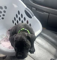 Green Collar - Male- Black Coat, a male Cane Corso for sale in Waldorf, MD – 6 of 7