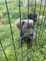Purple Collar- Female- Blue Coat, a male Cane Corso for sale in Waldorf, MD – 9 of 9